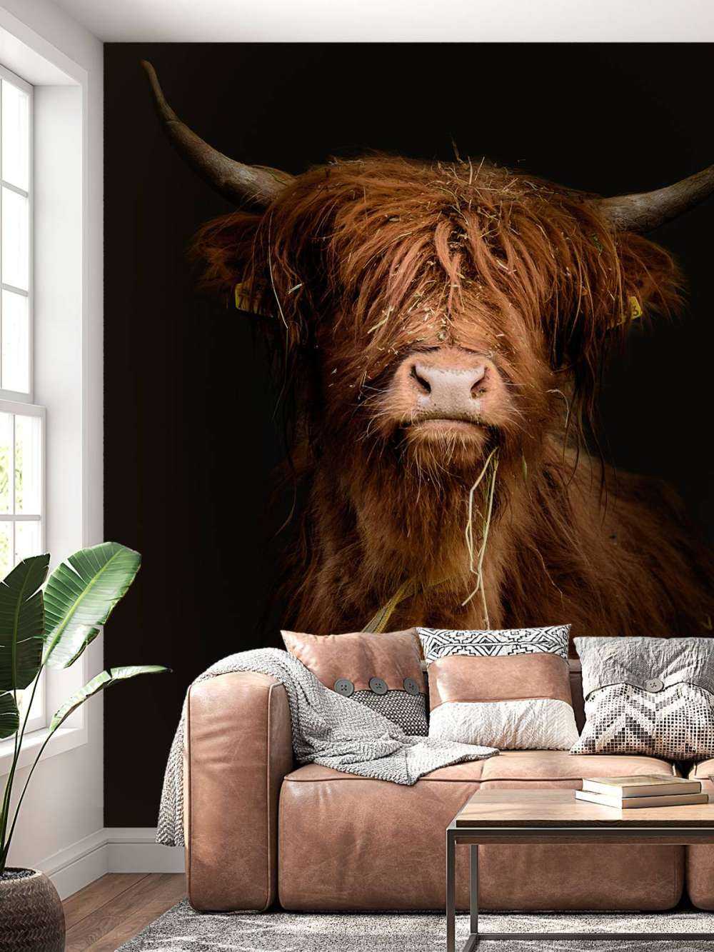 Retrato de una vaca escocesa