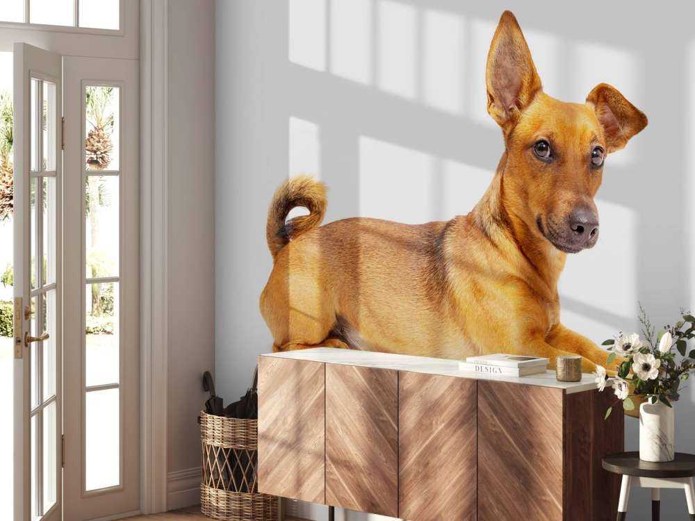 Lindo perro