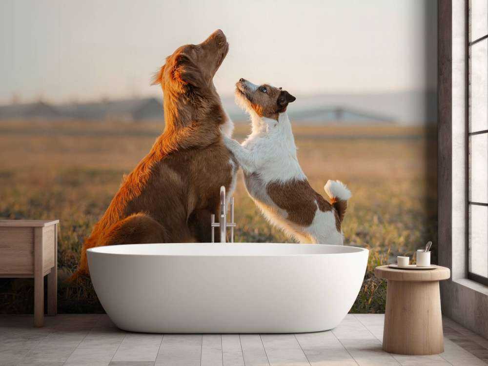 Perros mirando hacia arriba