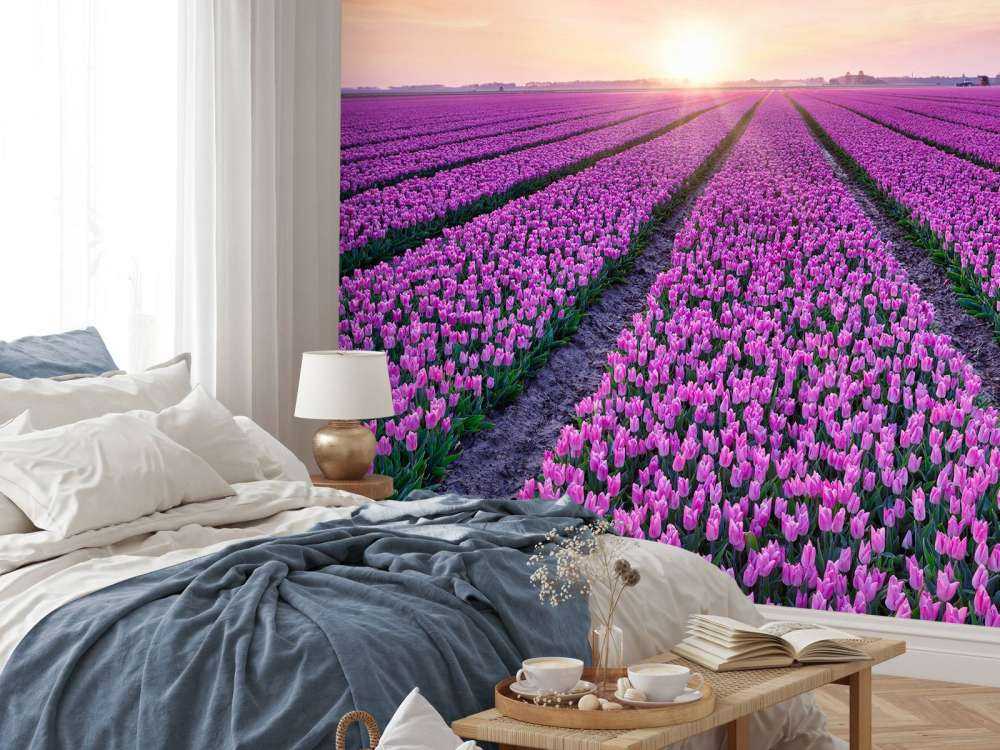 Tulipfield al amanecer