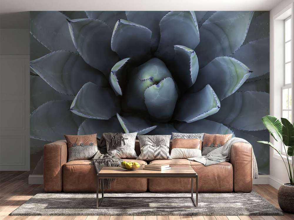 Suculenta azul