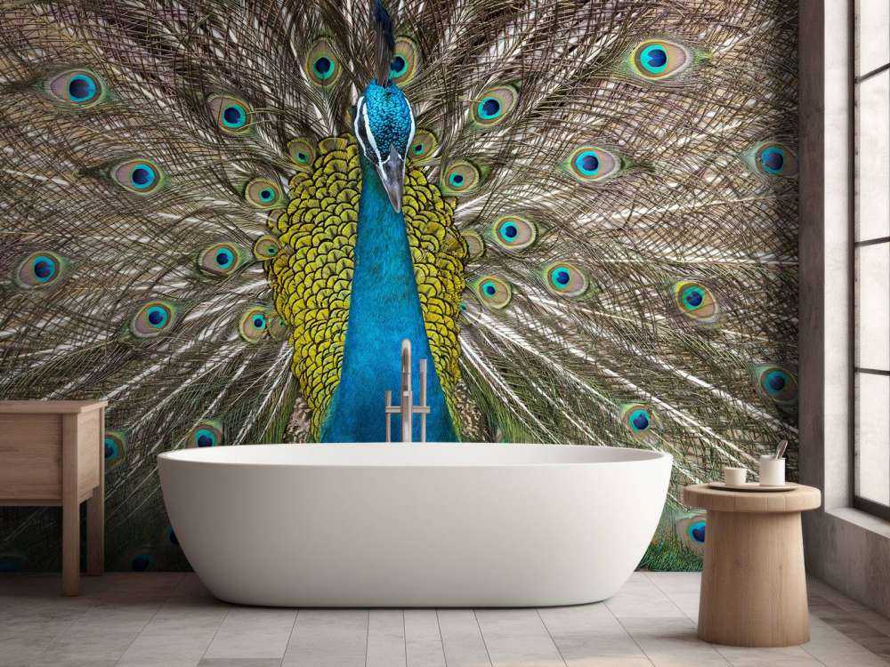 Pavo real con plumas exhibidas