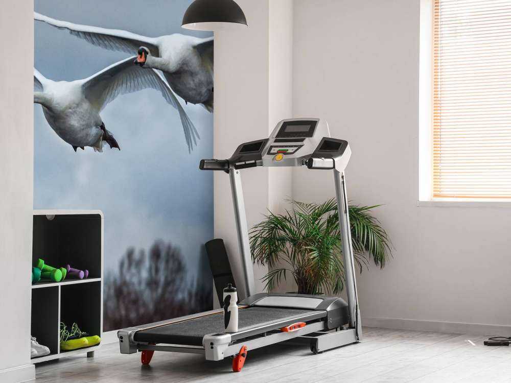 Cisnes volando