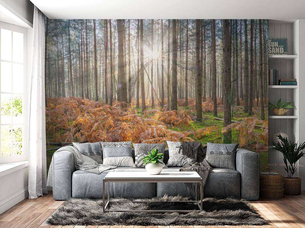 Bosque durante el amanecer