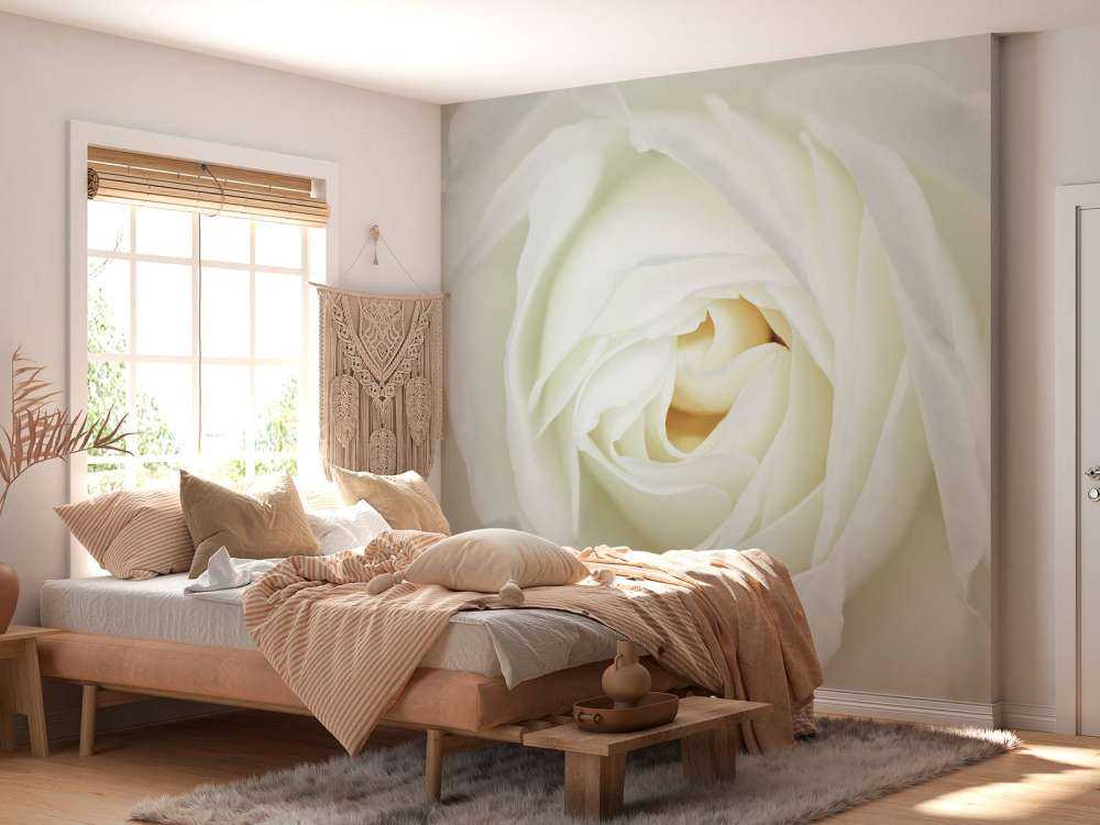 Rosa blanca