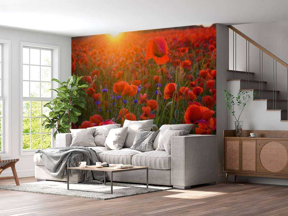 Amapolas con sol naciente