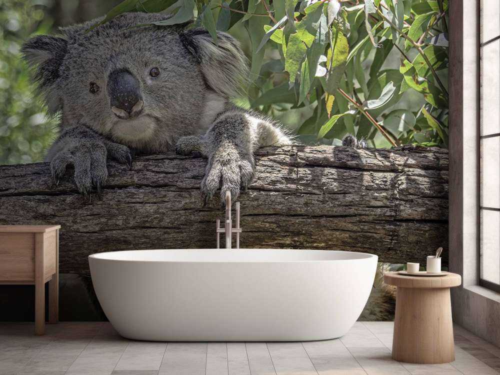 Lindo koala