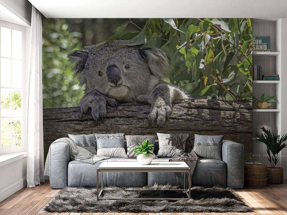 Lindo koala