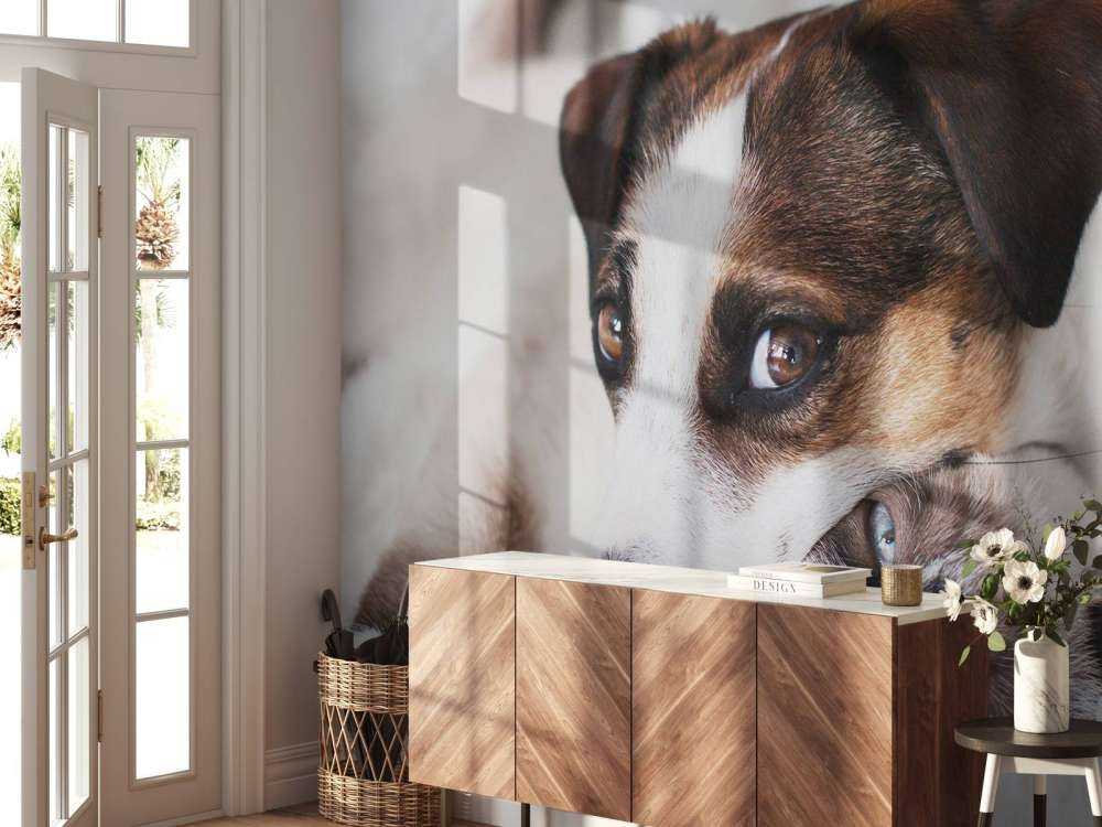 Perro y gato