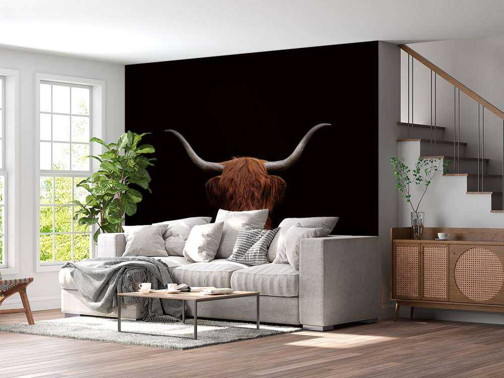Vaca escocesa sobre fondo oscuro