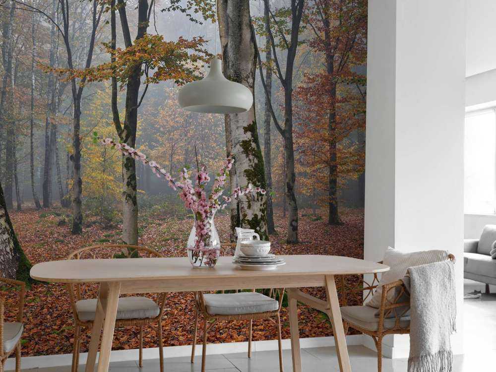 Bosque de abedules en otoño