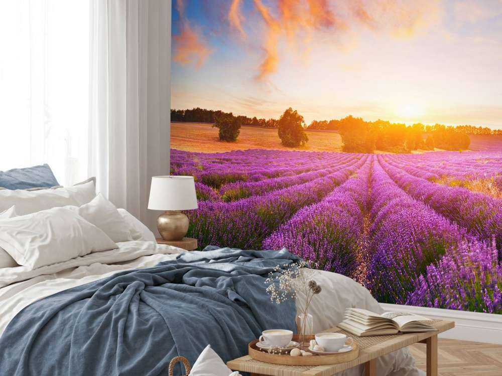 Campo de lavanda