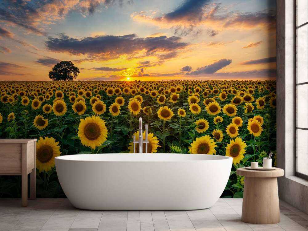 Campo lleno de girasoles