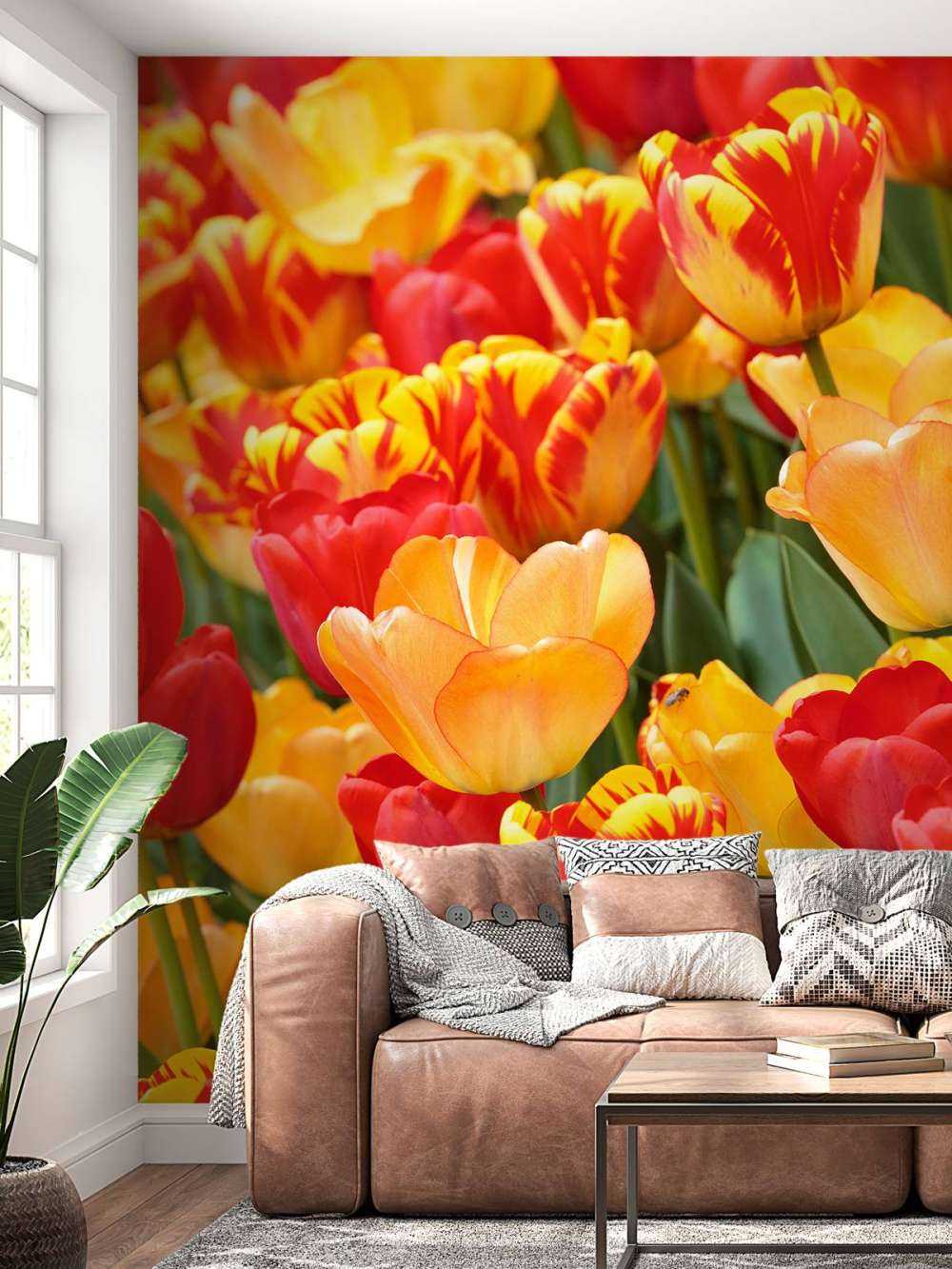 Tulipanes de colores