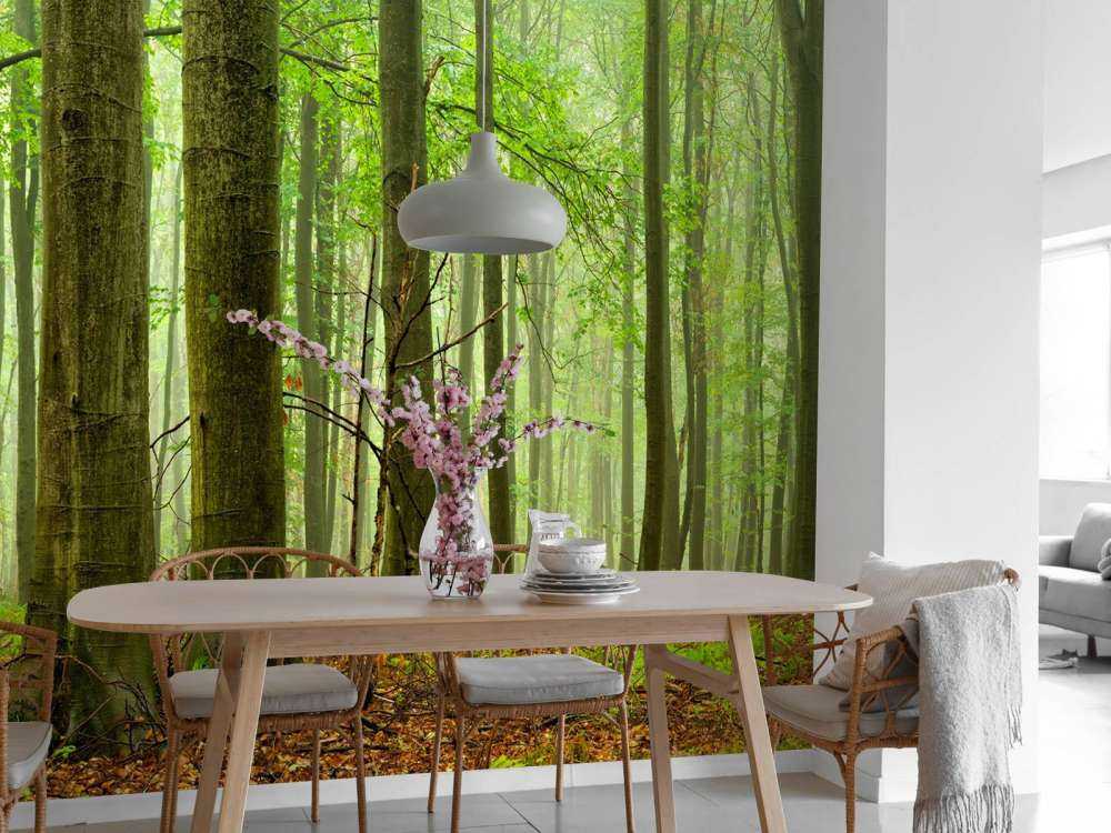 Bosque de hayas