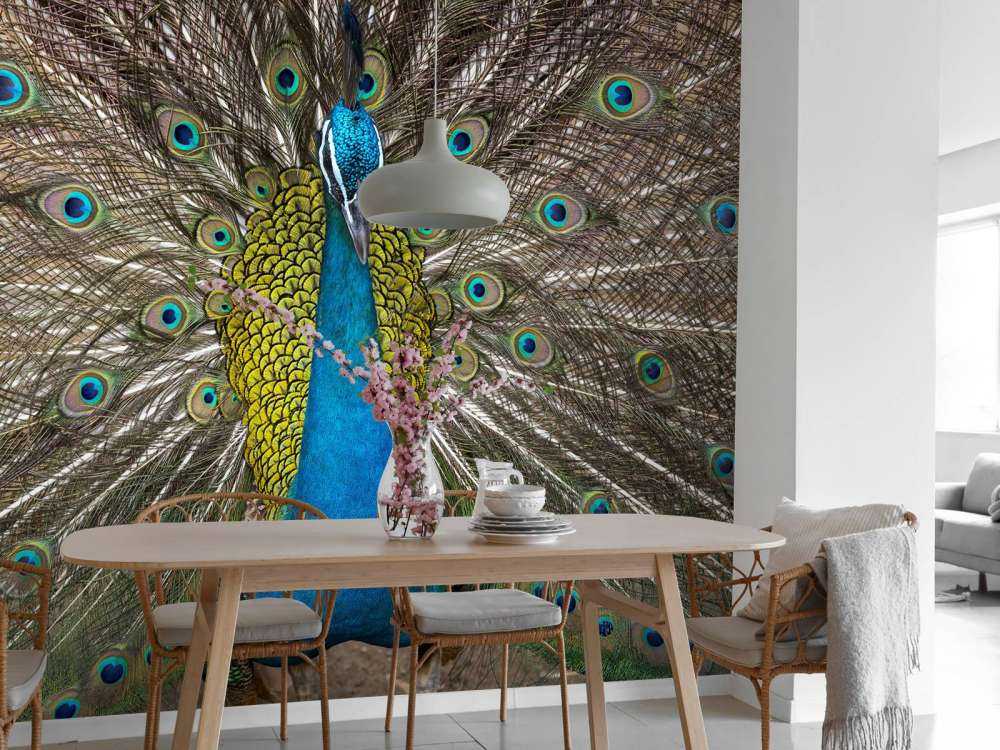 Pavo real con plumas exhibidas