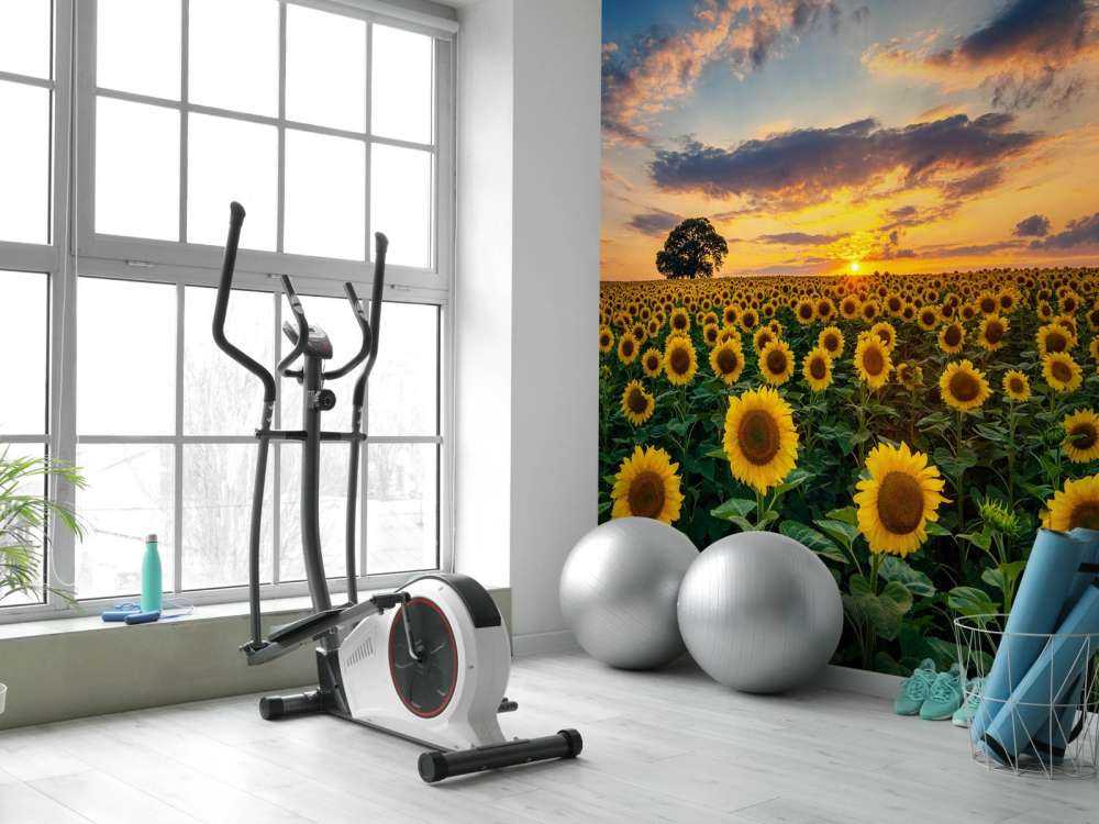 Campo lleno de girasoles