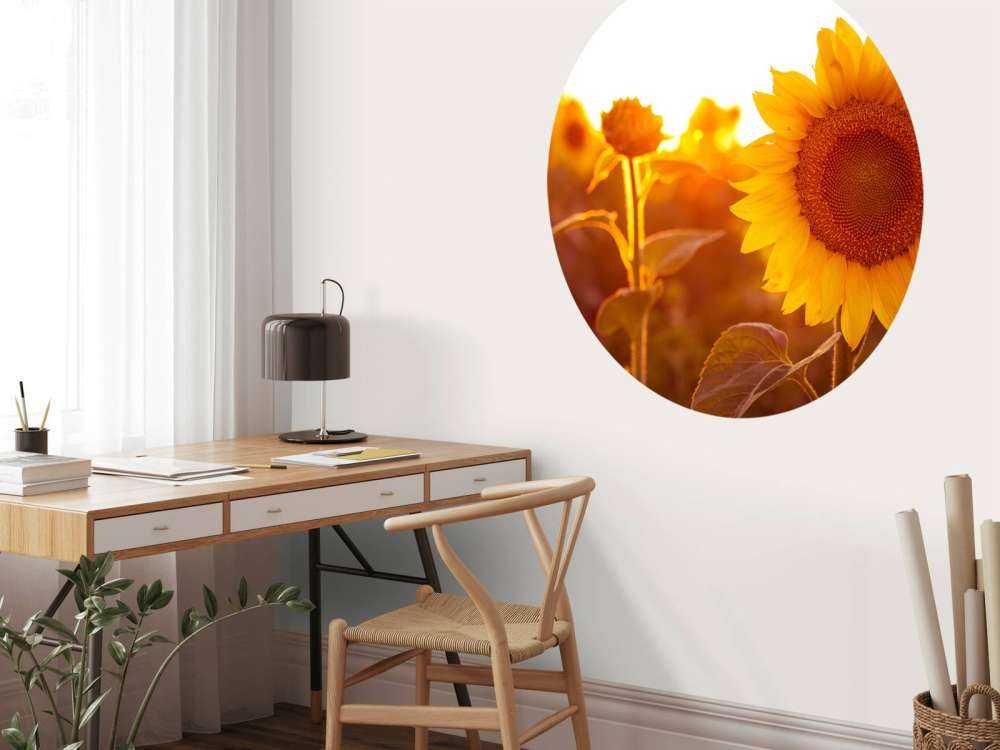 Cálido campo de girasoles