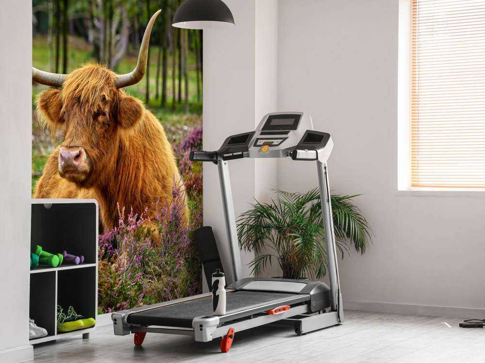 Vaca escocesa entre brezos morados