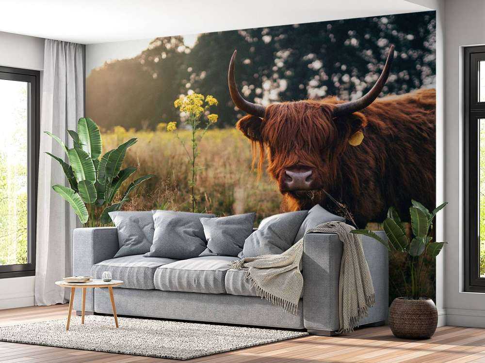 Vaca escocesa en la hierba alta