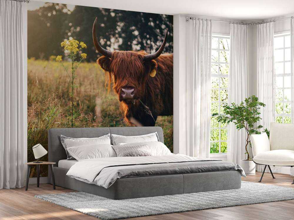 Vaca escocesa en la hierba alta
