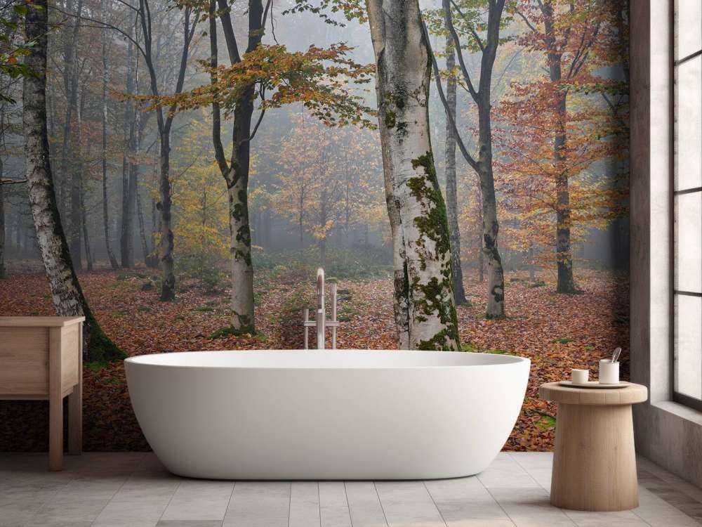 Bosque de abedules en otoño