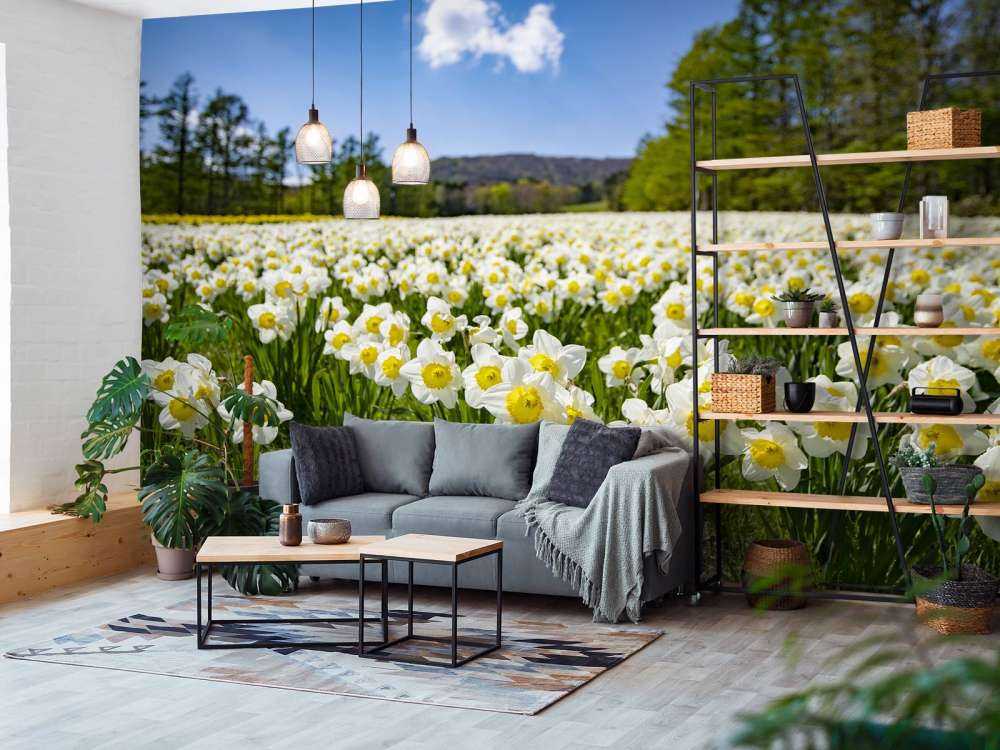 Narcisos blancos