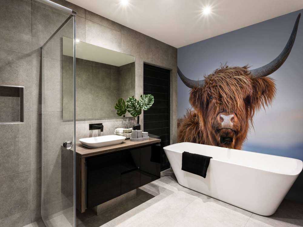 Mirando a la vaca escocesa